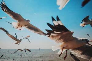 Umělecká fotografie Close-Up of Seagulls above Sea against, sakchai vongsasiripat, (40 x 26.7 cm)