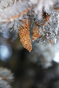Umělecká fotografie Frozen pinecones in winter, sangfoto, (26.7 x 40 cm)