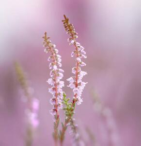 Umělecká fotografie Close-up of pink flowering plant, bunthem / 500px, (40 x 40 cm)