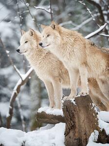 Umělecká fotografie Arctic Wolves Pack in Wildlife, Winter Forest, 4FR, (30 x 40 cm)