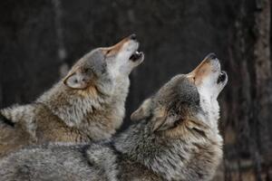 Umělecká fotografie Howling wolves, Bjarne Henning Kvaale, (40 x 26.7 cm)