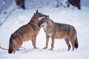 Umělecká fotografie Wolves snuggling in winter, Martin Ruegner, (40 x 26.7 cm)