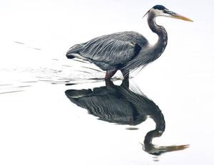 Fotografie Mirror reflection in the pond, Jeff R Clow, (40 x 30 cm)