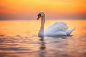 Fotografie White swan in the sea water,sunrise shot, valio84sl, (40 x 26.7 cm)