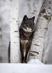 Umělecká fotografie Wolf in the USA, Kathleen Reeder Wildlife Photography, (30 x 40 cm)