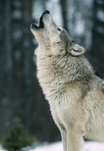 Umělecká fotografie The Gray wolf, Canis lupus,, Gerald Corsi, (26.7 x 40 cm)
