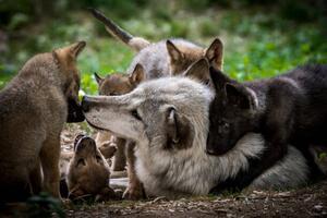 Umělecká fotografie Wolf with litter of playful cubs, Zocha_K, (40 x 26.7 cm)