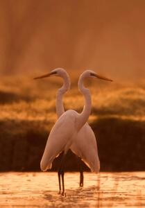 Umělecká fotografie Great egret, tahir abbas, (26.7 x 40 cm)