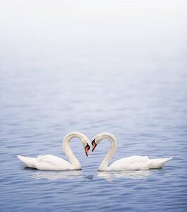 Umělecká fotografie Swans on a lake happily in love, Grafissimo, (35 x 40 cm)