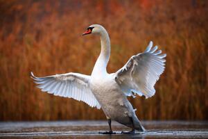 Fotografie Swan on ice, Antagain, (40 x 26.7 cm)