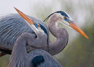 Umělecká fotografie Blue Herons, Mirenchu A Fernandez, (40 x 30 cm)