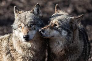Umělecká fotografie Two grey wolf in love, AB Photography, (40 x 26.7 cm)