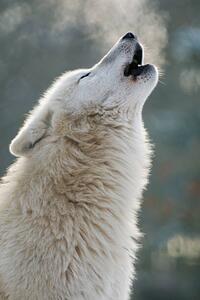 Umělecká fotografie Arctic wolf howling, Raimund Linke, (26.7 x 40 cm)