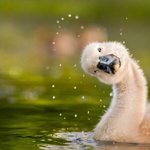 Umělecká fotografie Peekaboo,Close-up of duck swimming in lake, michael m sweeney / 500px, (40 x 40 cm)