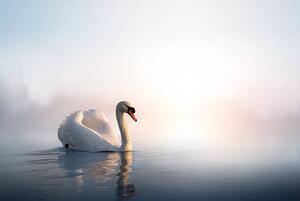 Umělecká fotografie Art Swan on the water at sunrise, Konstanttin, (40 x 26.7 cm)