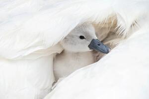 Umělecká fotografie Close-up image of a cute, white,, Jacky Parker Photography, (40 x 26.7 cm)