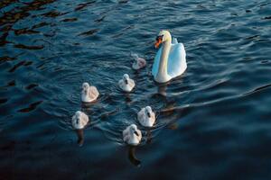 Umělecká fotografie Urban Mute Swan newly hatched family, CHUNYIP WONG, (40 x 26.7 cm)