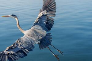 Umělecká fotografie Great Blue Heron, Michael H Spivak, (40 x 26.7 cm)