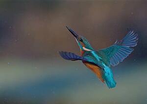 Umělecká fotografie Kingfisher, mark hughes, (40 x 30 cm)