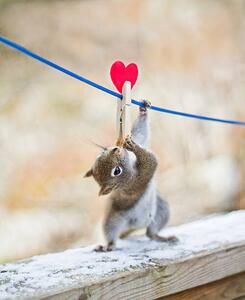 Fotografie Squirrel twisting to lick peanut, Nancy Rose, (35 x 40 cm)
