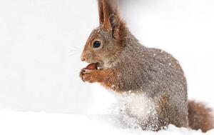 Fotografie young red squirrel sitting in white, Mr_Twister, (40 x 26.7 cm)