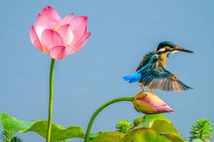 Umělecká fotografie The kingfisher,China, 13708458888 / 500px, (40 x 26.7 cm)