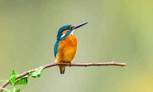 Fotografie kingfisher, Yaorusheng, (40 x 24.6 cm)