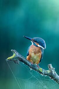 Fotografie Close-up kingfisher, Federico Ranalli, (26.7 x 40 cm)