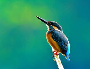 Umělecká fotografie Common kingfisher a beautiful blue, PrinPrince, (40 x 30 cm)