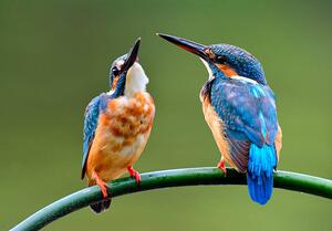 Umělecká fotografie The lovely pair of Common Kingfisher, PrinPrince, (40 x 26.7 cm)