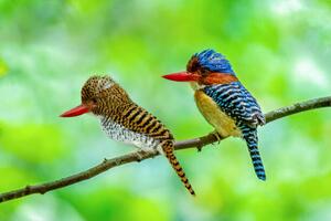 Fotografie Beautiful couple of Banded Kingfisher birds, boonchai wedmakawand, (40 x 26.7 cm)