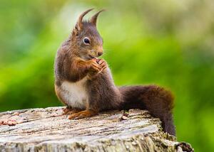 Fotografie Red Squirrel (Sciurus vulgaris), mille19, (40 x 30 cm)