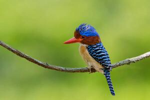Umělecká fotografie Banded Kingfisher perching on a branch,, BirdHunter591, (40 x 26.7 cm)