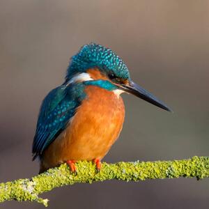 Umělecká fotografie Kingfisher close up, Photograph by Lyle McCalmont, (40 x 40 cm)