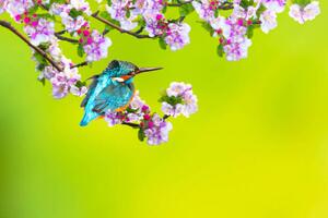 Umělecká fotografie A bird in a wonderful nature, serkanmutan, (40 x 26.7 cm)