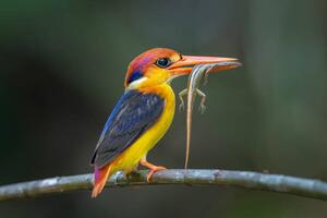 Umělecká fotografie Close-up of kingfisher perching on branch,Tambon, BP Chua / 500px, (40 x 26.7 cm)