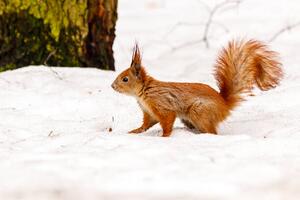 Fotografie beautiful squirrel on the snow eating a nut, Minakryn Ruslan, (40 x 26.7 cm)