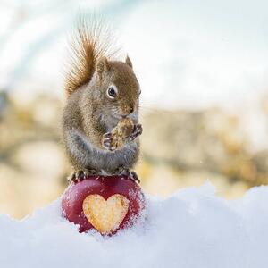 Umělecká fotografie squirrel love, Nancy Rose, (40 x 40 cm)