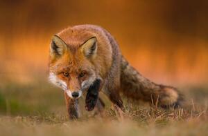 Umělecká fotografie Portrait of red fox standing on grassy field, Wojciech Sobiesiak / 500px, (40 x 26.7 cm)