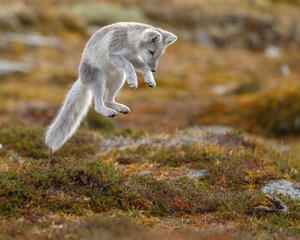Umělecká fotografie Close-up of jumping arctic fox, Menno Schaefer / 500px, (40 x 30 cm)