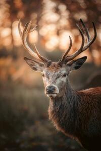 Umělecká fotografie Red Deer Stag Portrait, serts, (26.7 x 40 cm)