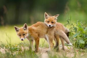 Umělecká fotografie Adorable baby fox pups playing, DamianKuzdak, (40 x 26.7 cm)