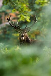 Umělecká fotografie Red deer, DamianKuzdak, (26.7 x 40 cm)