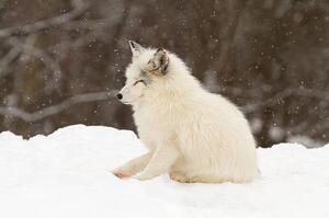 Umělecká fotografie Arctic fox-eyes closed, Adria  Photography, (40 x 26.7 cm)