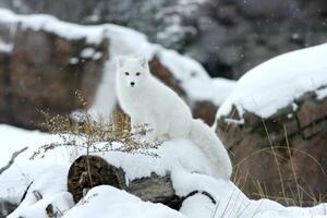 Fotografie Arctic fox in snow, Jason Paige, (40 x 26.7 cm)
