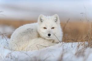 Umělecká fotografie Wild arctic fox in tundra, Alexey_Seafarer, (40 x 26.7 cm)