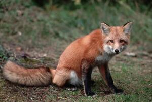 Umělecká fotografie Red Fox Sitting, Layne Kennedy, (40 x 26.7 cm)