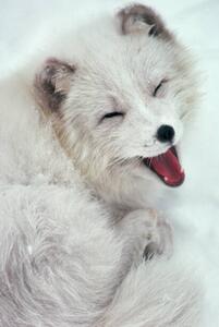 Umělecká fotografie Arctic Fox Yawning in Snow, Richard Hamilton Smith, (26.7 x 40 cm)