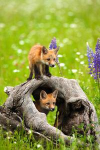 Umělecká fotografie Cute red fox pups play in field of flowers, jimkruger, (26.7 x 40 cm)
