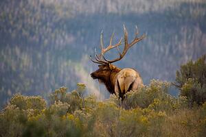 Umělecká fotografie Huge Bull Elk in a Scenic Backdrop, BirdofPrey, (40 x 26.7 cm)